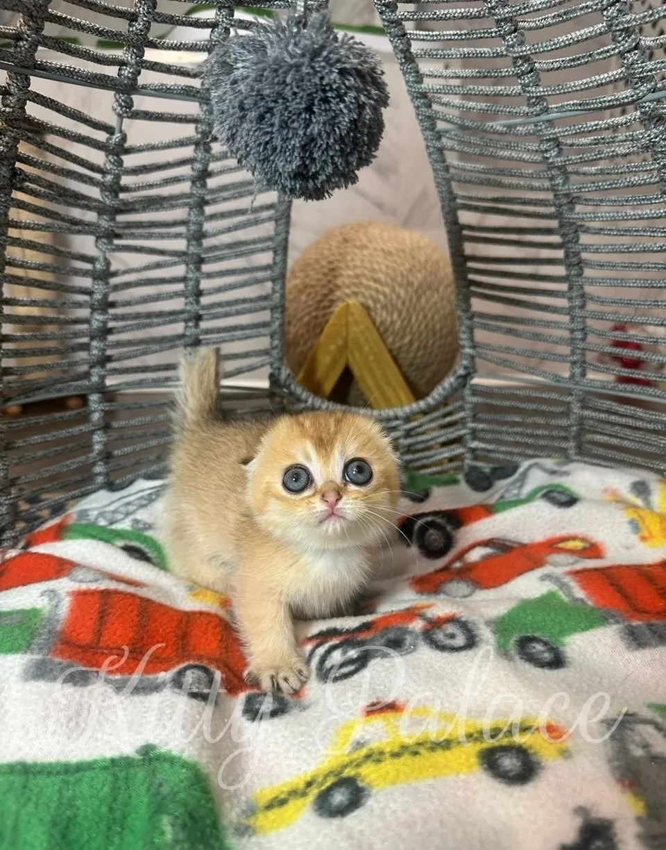 Affectionate Munchkin Fold kitten Emerald standing alert on a playful car-themed blanket. She’s the perfect ginger kitten for sale with a golden glow and big eyes.