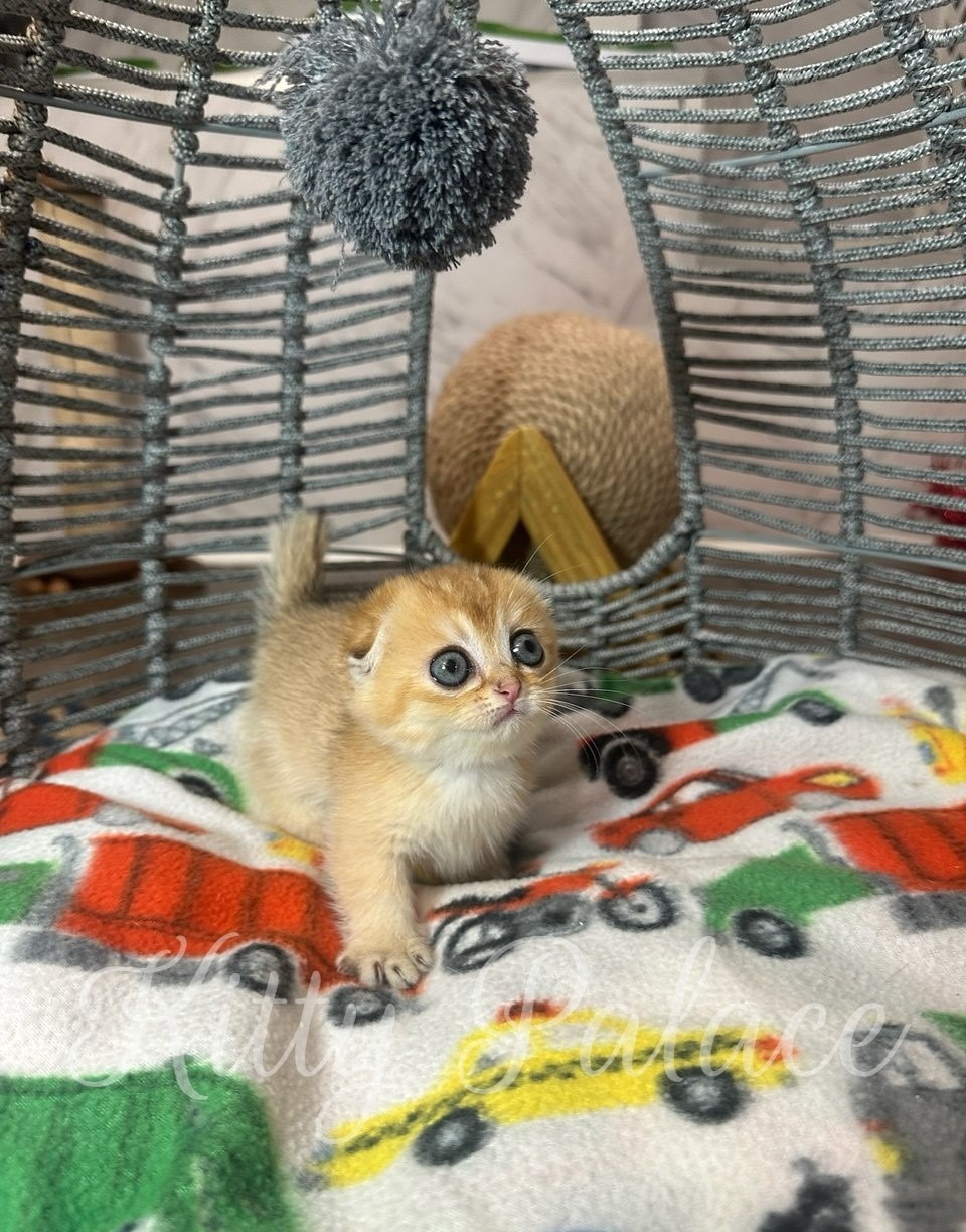 Emerald - Munchkin Fold Kitten for Sale, Buy Kitten in USA. Kitty Palace Cattery