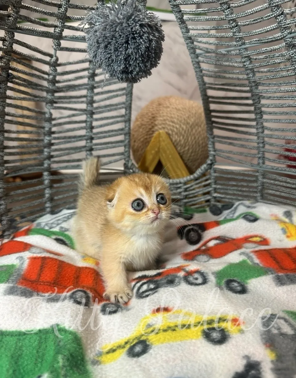 Curious Emerald the Munchkin kitten with folded ears and shiny golden fur, looking up with wide blue eyes on a colorful blanket. Buy ginger kitten with charm and heart.