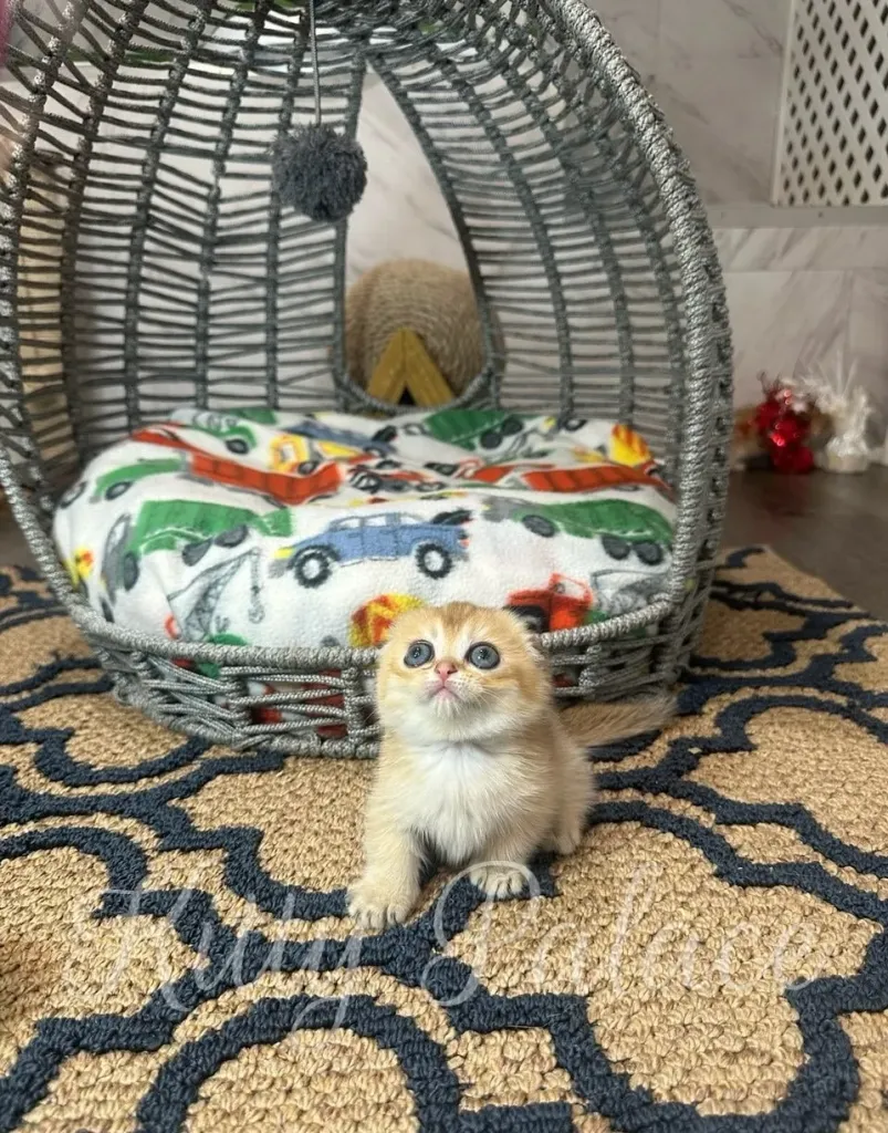 Emerald the kitten walking slowly on the floor, tail up and alert