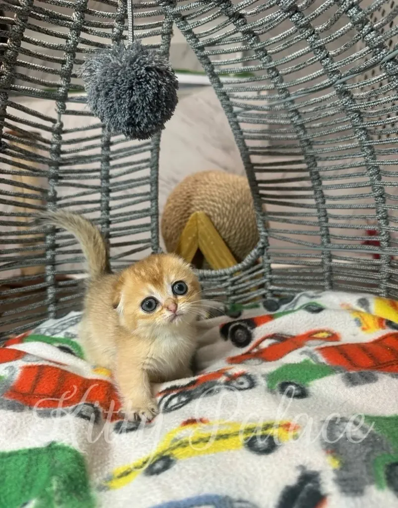 Fold kitten Emerald standing confidently in a cozy cat dome, showing off her plush fur and gentle expression. Ideal for families looking to buy ginger kitten.