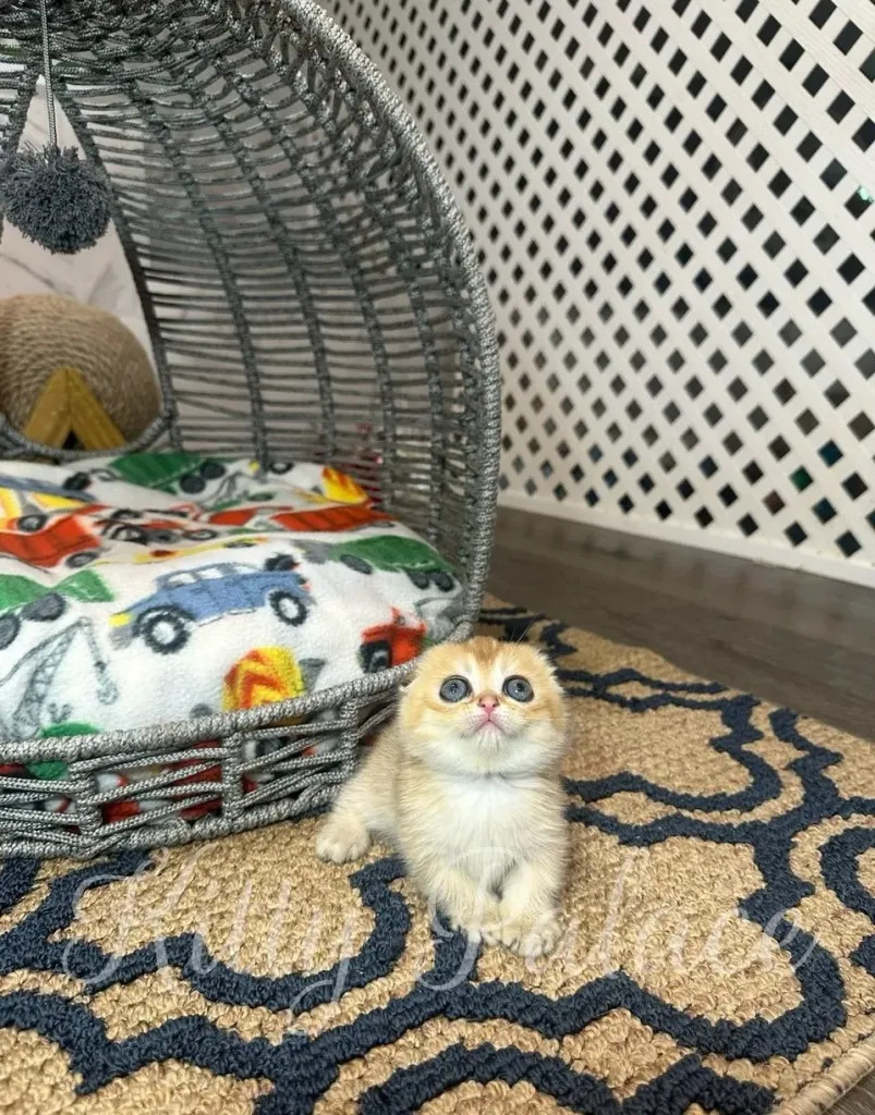 Emerald, a playful Munchkin kitten, moving across the living room floor