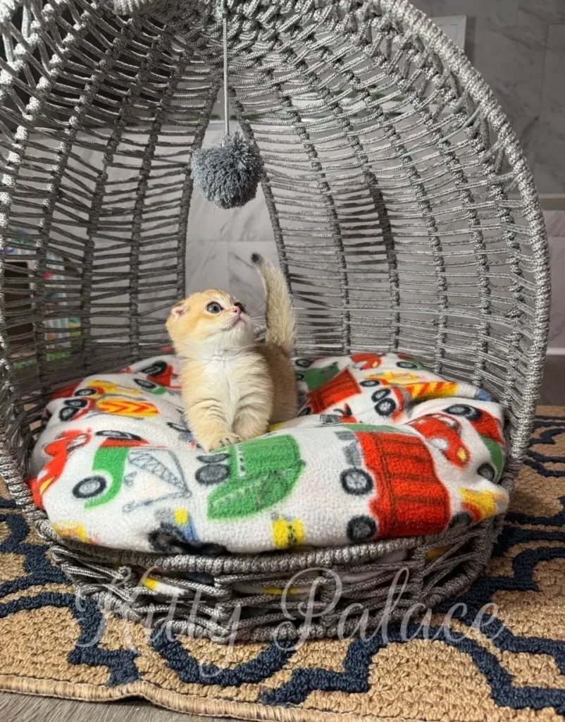Folded-ear Munchkin kitten in a golden coat looking up attentively at a gray pompom while sitting on a fleece car-patterned cushion in a modern cat pod bed