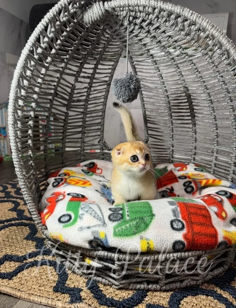 Golden Fold Munchkin kitten sitting upright and looking off to the side under a pompom toy, surrounded by a fun car-themed blanket in a stylish gray bed