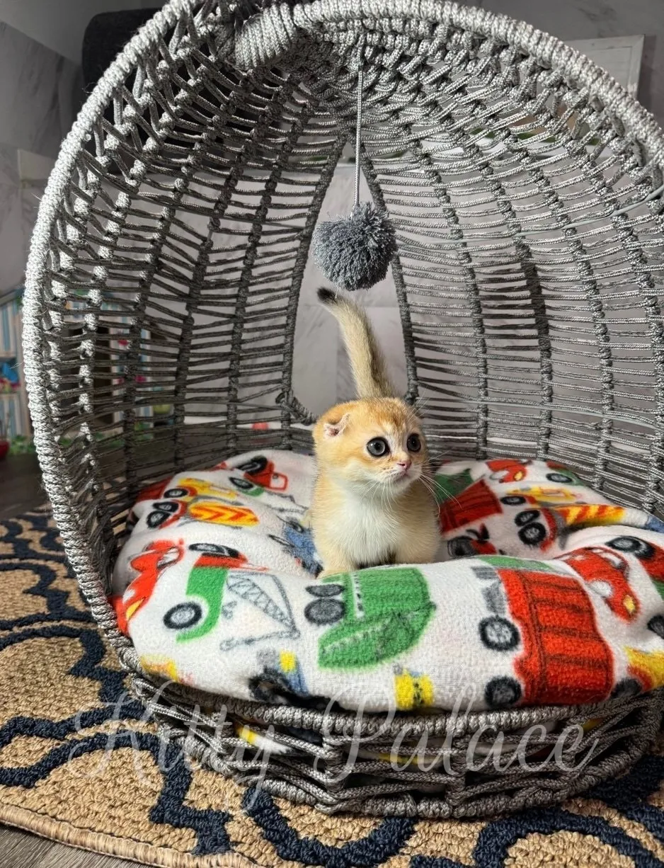 Golden Fold Munchkin kitten sitting upright and looking off to the side under a pompom toy, surrounded by a fun car-themed blanket in a stylish gray bed
