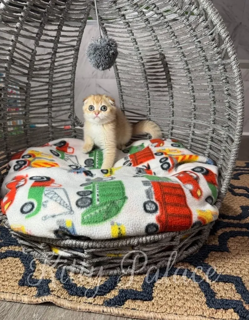 Golden Fold kitten with folded ears and big round eyes sitting on a colorful car-themed blanket in a modern gray basket bed, looking directly at the camera