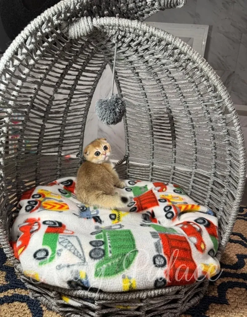 Golden Scottish Fold Munchkin kitten sitting with its back turned inside a gray woven basket, glancing up at a hanging pompom toy on a colorful car-print blanket