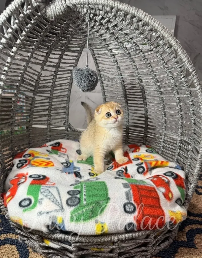 Golden Scottish Fold kitten gazing upward with wide eyes from a soft fleece bed covered in toy car prints inside a stylish gray cat basket