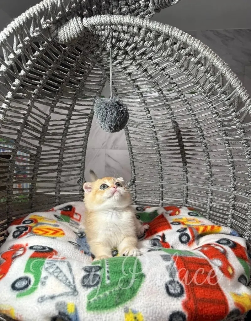 Golden Scottish Fold kitten looking up with curiosity from a colorful soft cushion inside a basket bed