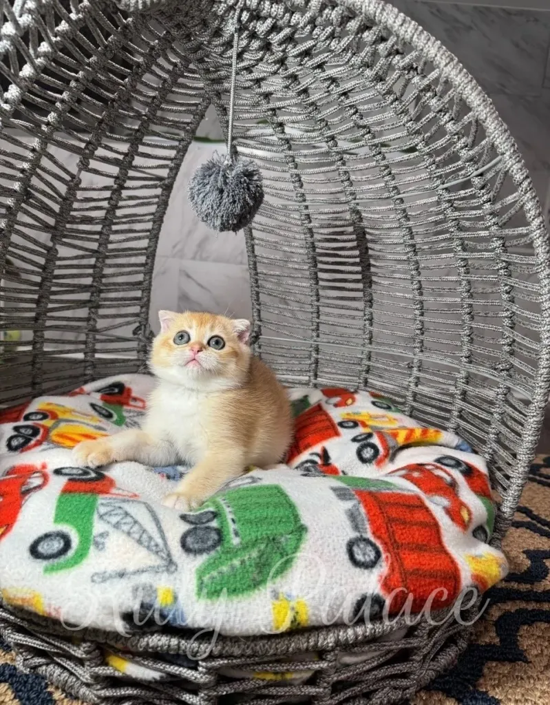 Golden Scottish Fold kitten relaxing on colorful car-themed cushion in a gray wicker cat house