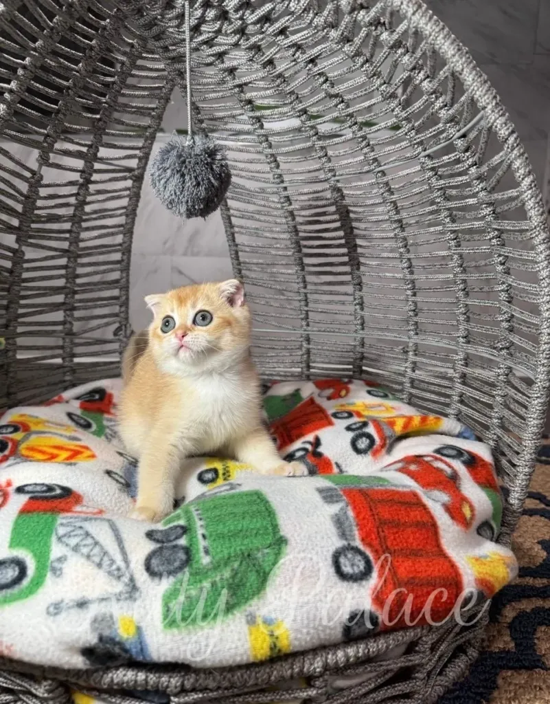 Golden Scottish Fold kitten staring upward while lying comfortably in a gray woven cat house