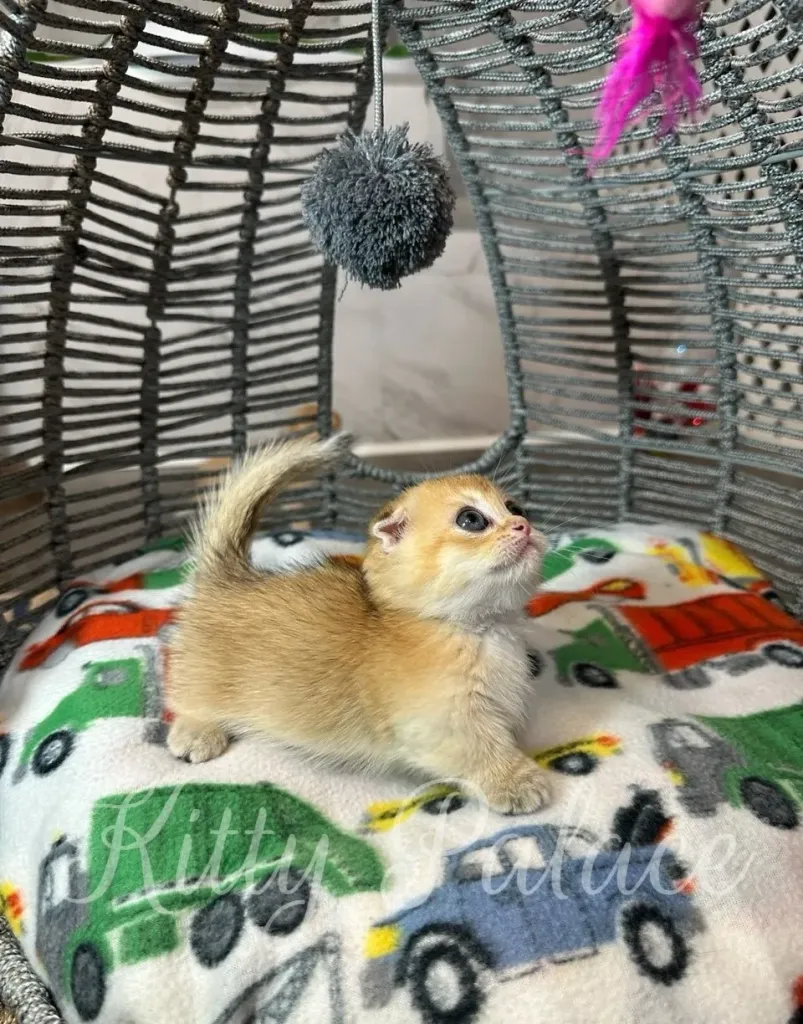 Kitten Leona exploring cozy nursery area, showing off her round face and tiny paws.