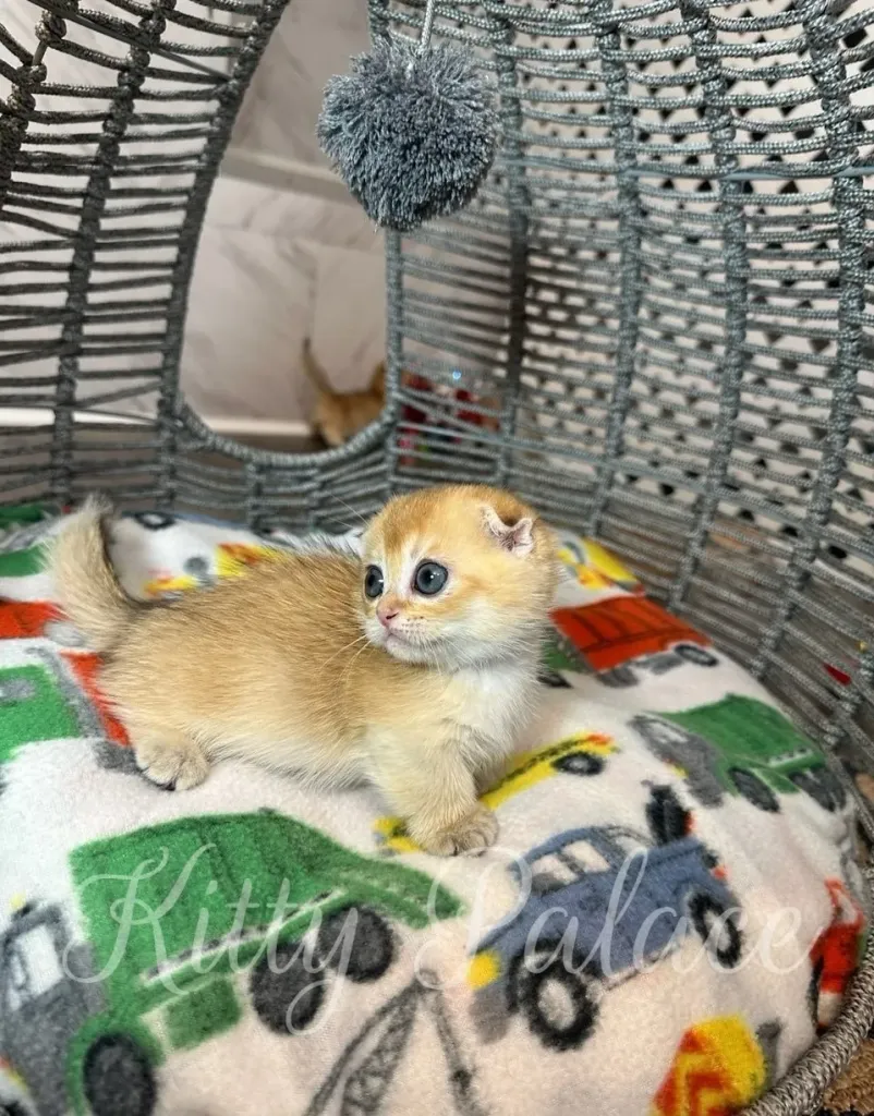 Kitten Leona gazing at hanging pom-pom toy with playful focus.