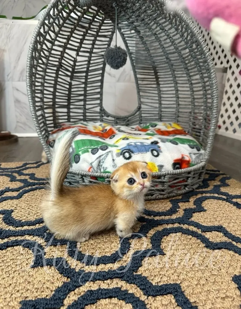 Side view of adorable Kitten Leona posing confidently on soft truck-themed blanket.