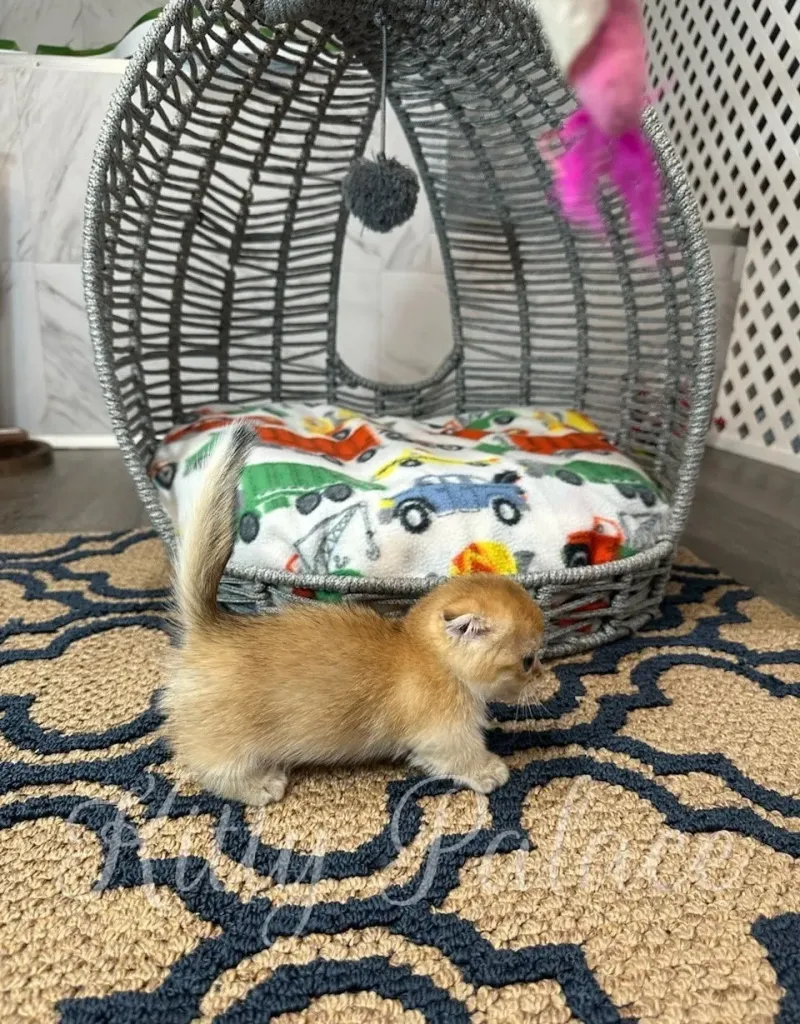 Tiny kitten Leona with golden fur and folded ears walking near her wicker bed, tail pointing upward.