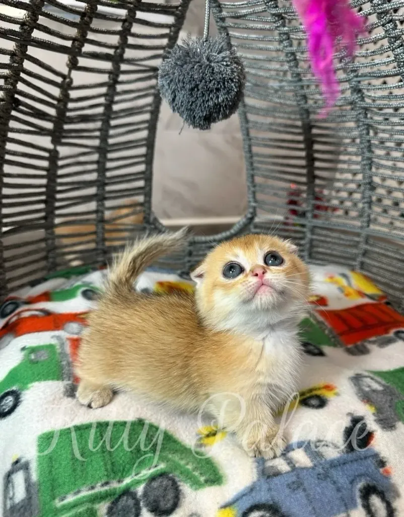 Kitten Leona standing on colorful blanket with raised tail, looking up curiously.