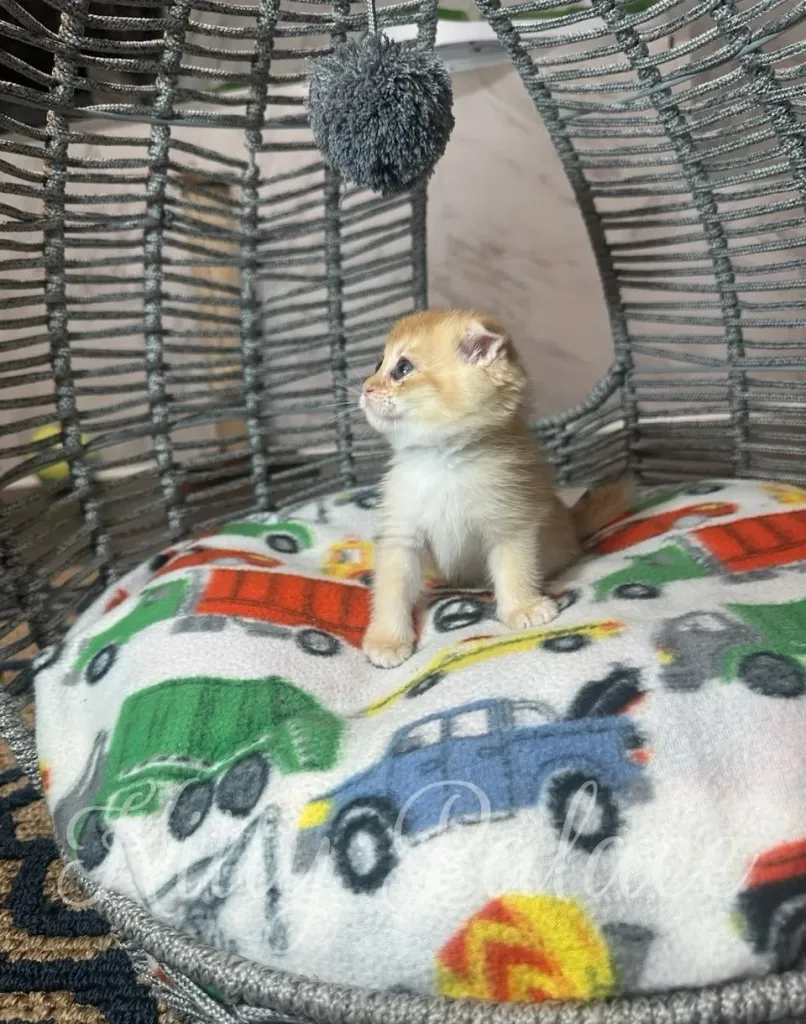 Martin the kitten looking up with big curious eyes, framed by a grey wicker cat house
