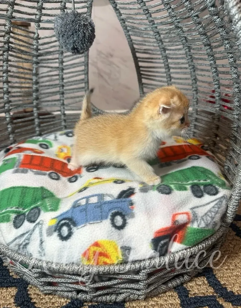 Tiny buy scottish fold kitten Martin playing under a fluffy pom-pom toy in his cozy round bed