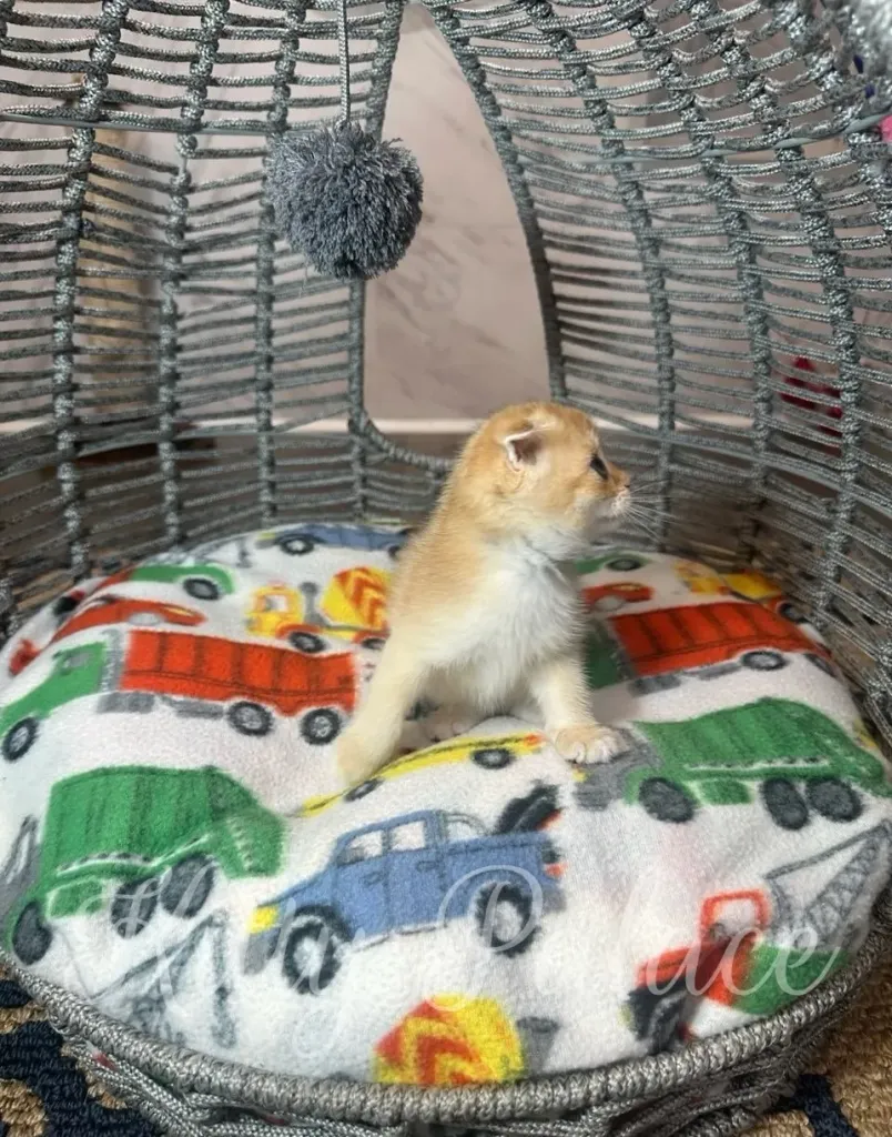Curious kitten Martin walking on a soft blanket inside a wicker-style pet dome