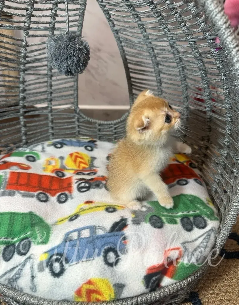 Side profile of ginger kitten Martin exploring his bed with short folded ears and a fluffy coat