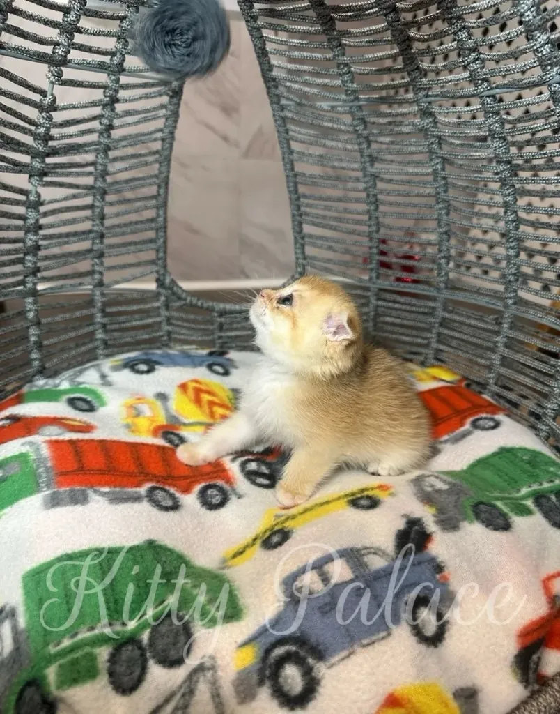 Golden-shadedkitten Martin gazes to the side under a hanging toy, sitting on a kids' car print blanket