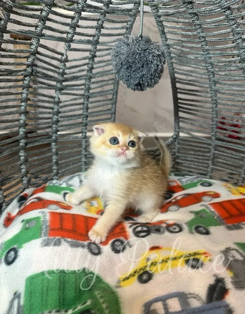Adorable ginger buy scottish fold kitten Martin sitting on a colorful blanket, looking up playfully in a cozy cat bed