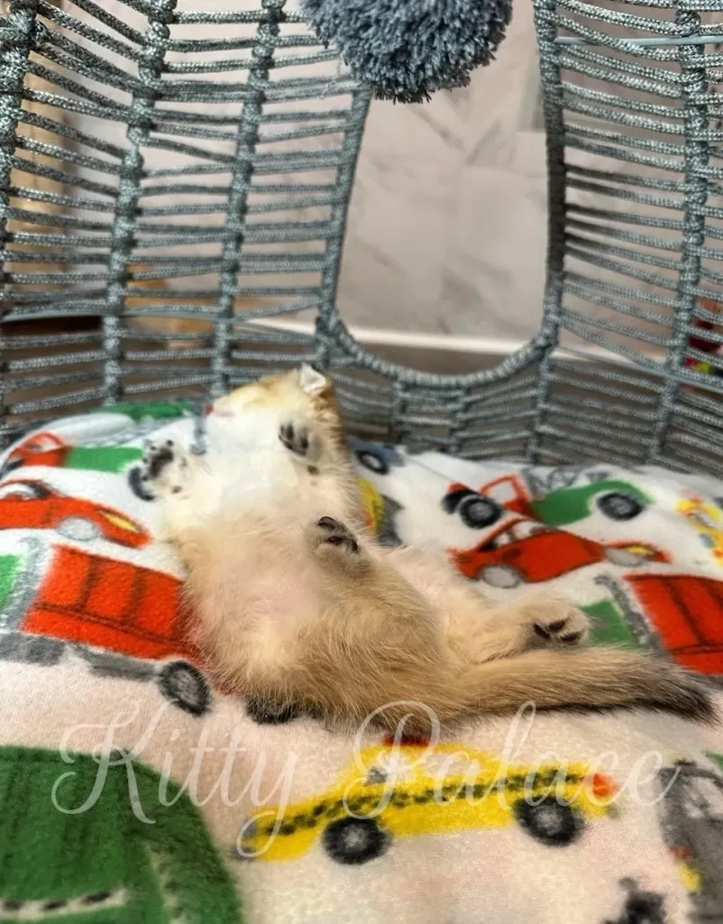 Tiny Patrick the golden kitten sleeping belly up in a cozy basket