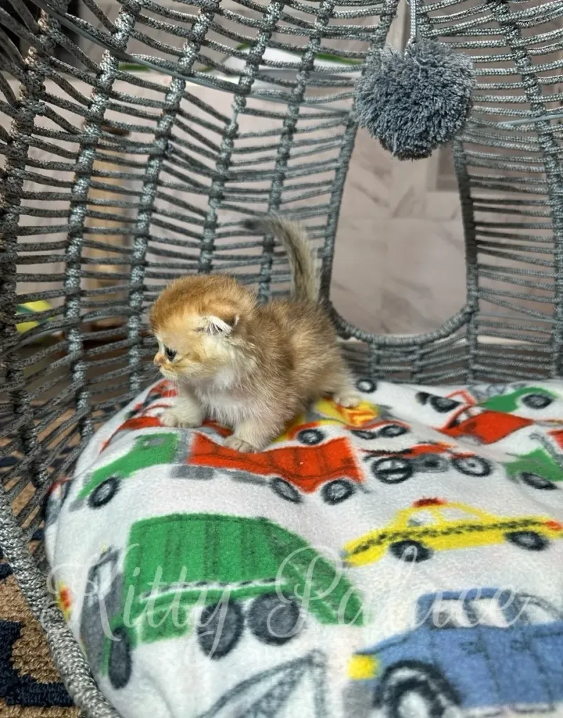 Side view of Patrick, a golden Munchkin Fold kitten, sitting on printed blanket