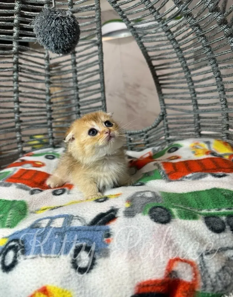 Curious Patrick the kitten sitting in basket, looking up at pompoma