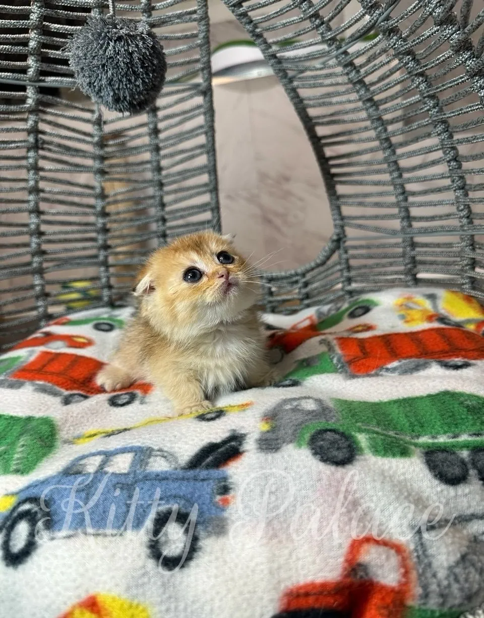 Curious Patrick the kitten sitting in basket, looking up at pompoma