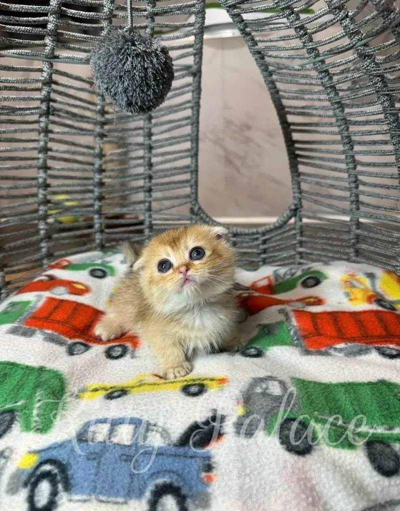 Golden Scottish Fold Munchkin kitten Patrick looking up with bright eyes