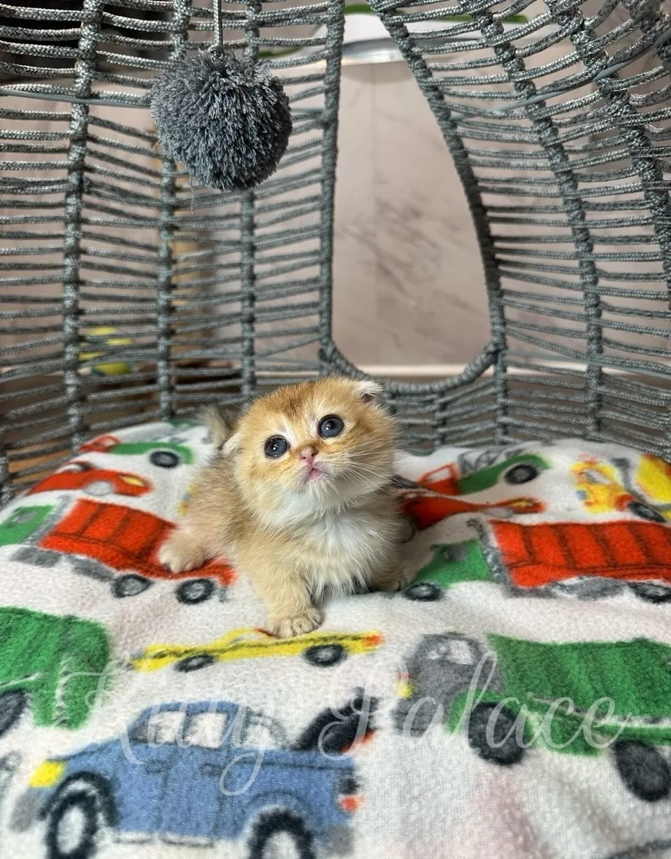 Golden Scottish Fold Munchkin kitten Patrick looking up with bright eyes