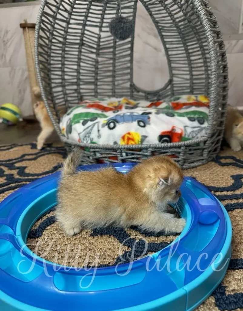 Playful Scottish Fold Munchkin kitten Patrick exploring his blue toy track