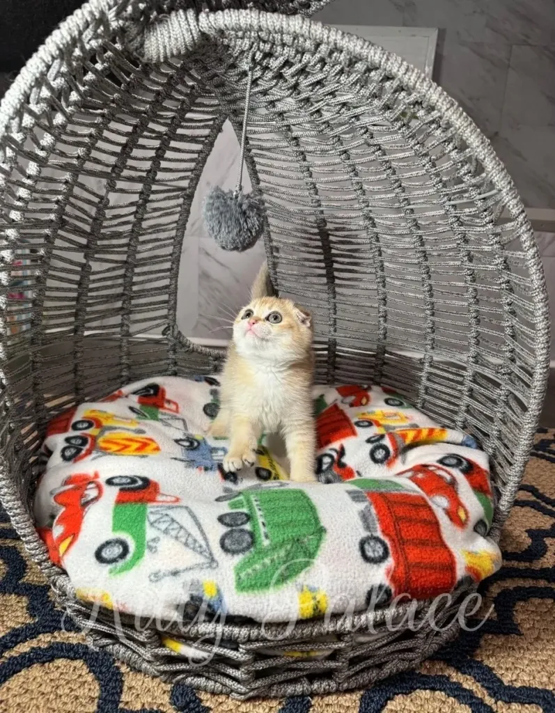 Playful Scottish Fold kitten reaching up toward a gray pompom while standing on a bright fleece car blanket in a woven dome-shaped bed