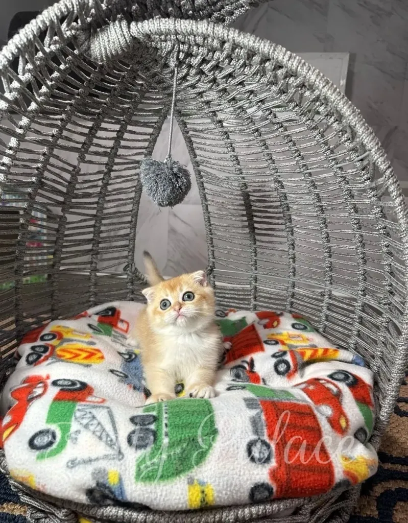 Playful Scottish Fold kitten with golden coat sitting in a rattan basket with cartoon cars blanket