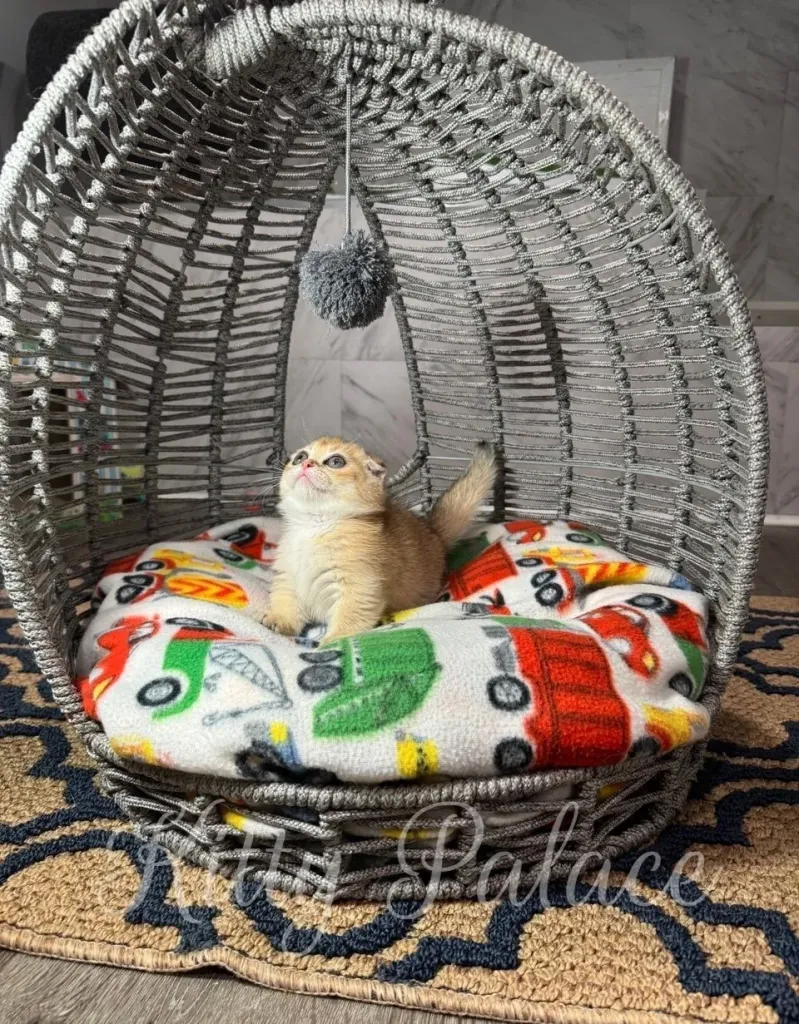 Scottish Fold Munchkin kitten gazing up playfully at a fluffy pompom, sitting on a vibrant car-printed blanket in a cozy woven gray bed