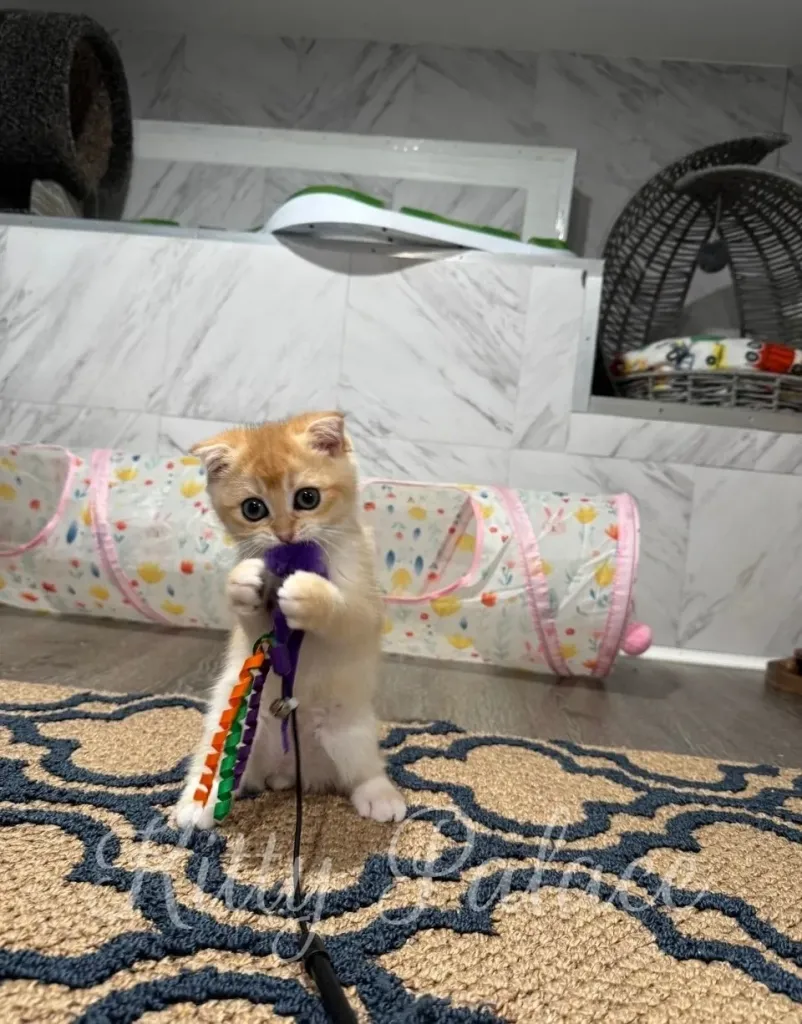 Scottish Fold golden kitten standing upright while playing with a colorful feather toy