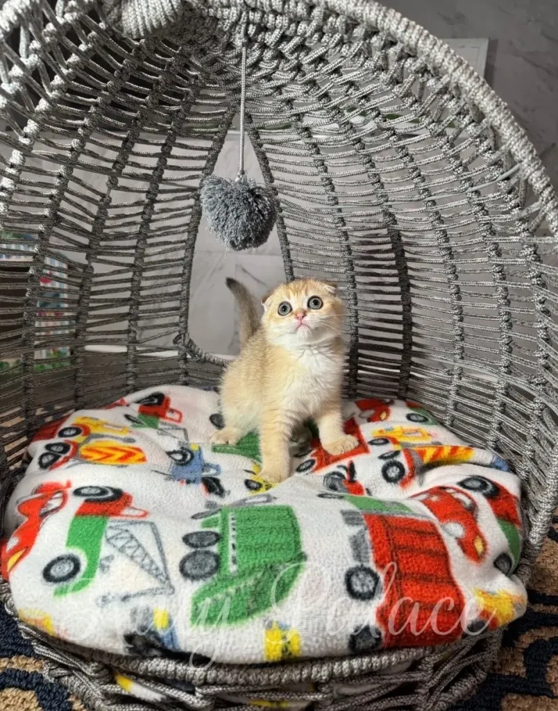 Scottish Fold kitten with golden coat sitting on a car-themed cushion inside a woven gray dome, looking up at a hanging gray pompom toy