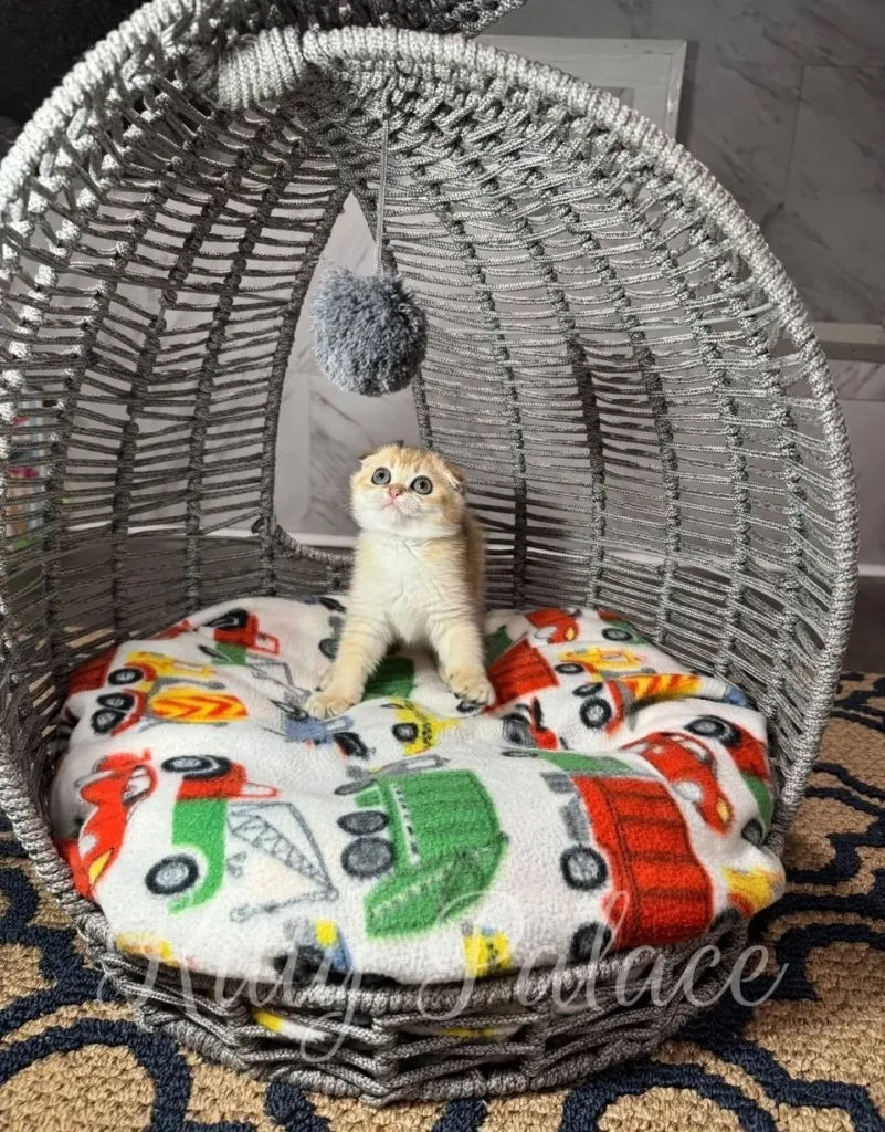 Scottish Fold kitten with golden fur sitting in a gray woven egg-shaped bed, looking up at a fluffy hanging pompom on a blanket with colorful cars