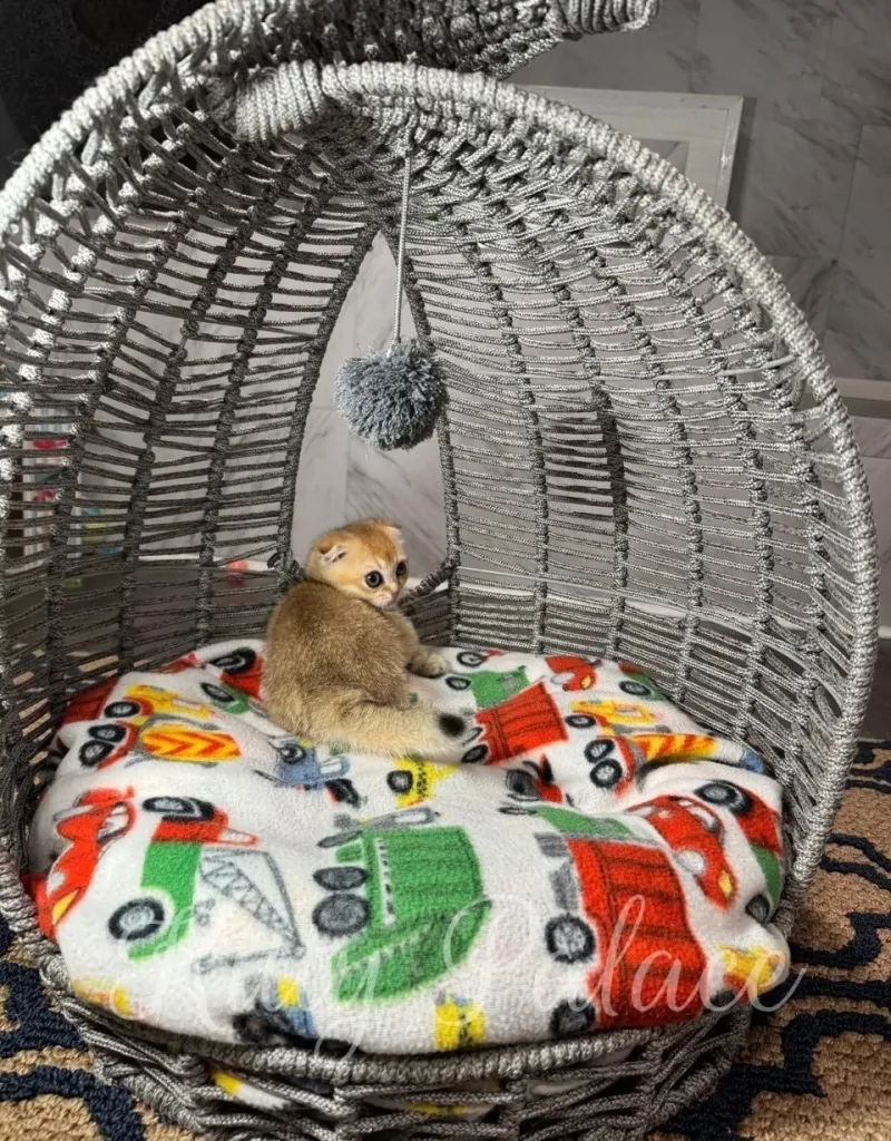 Tiny golden Scottish Fold Munchkin kitten turning its head back while resting on a colorful car-themed blanket inside a dome-shaped gray basket