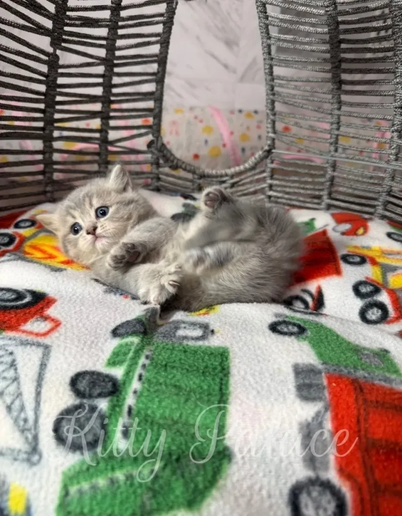 Adorable chinchilla Scottish Straight kitten lying on its back on a playful truck-themed blanket inside a wicker basket