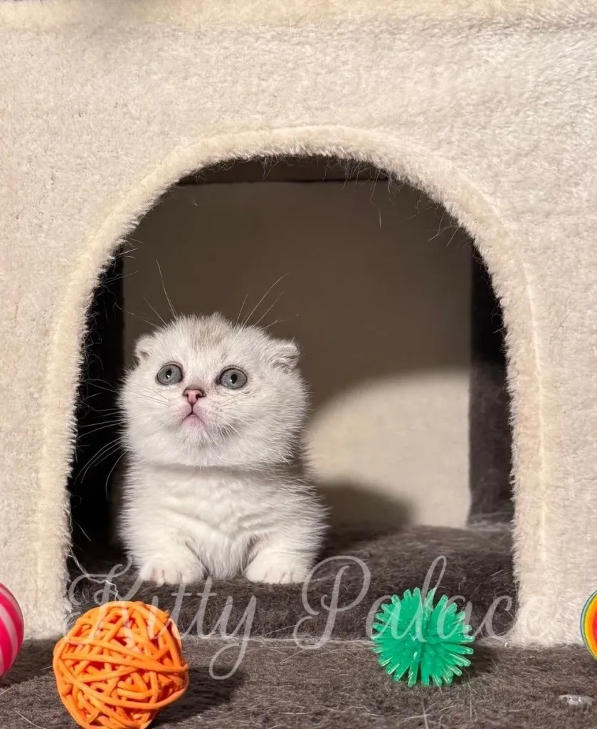 Adorable silver fold-eared kitten sitting in cat house, surrounded by colorful toys