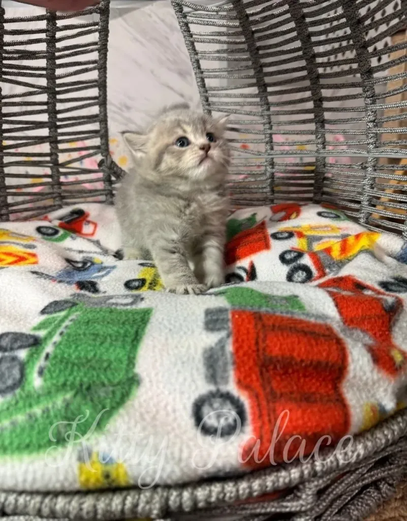 Blue-eyed chinchilla Scottish Straight kitten looking up with a curious gaze, surrounded by colorful car prints