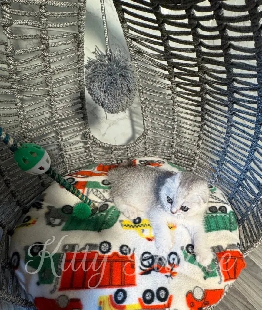 Calm Scottish Fold kitten lounging in a round hanging bed