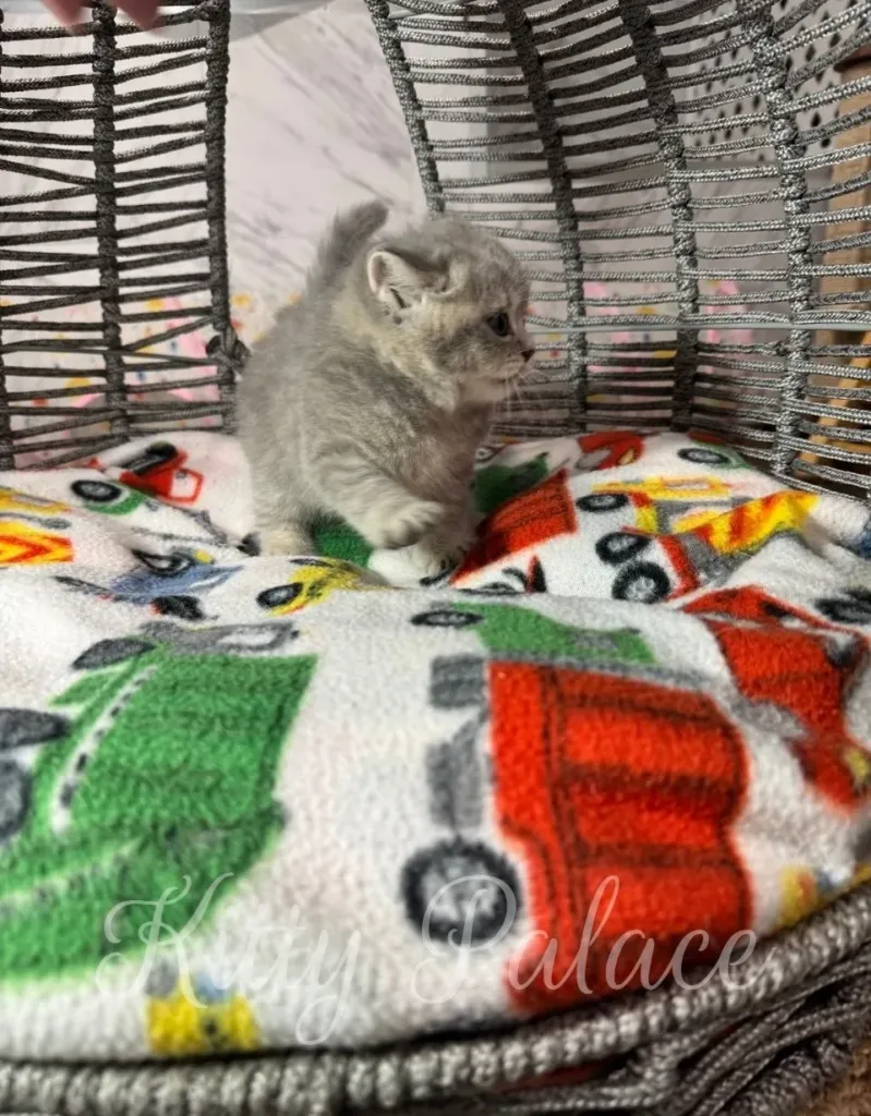 Chinchilla Scottish Straight kitten in profile, standing still and alert inside a round woven cat bed