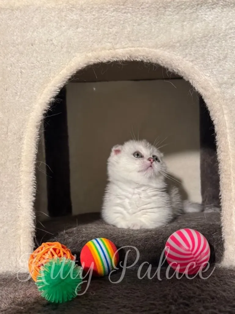 Chinchilla fold-eared kitten sitting on gray platform with toys spread out