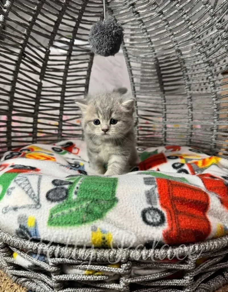 Curious kitten sitting upright under a toy pompom in a cozy gray basket