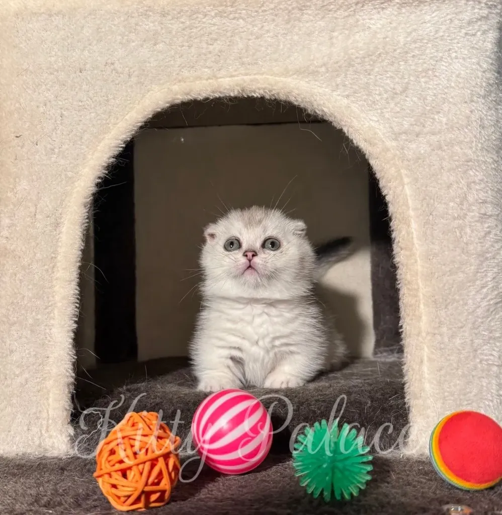 Cute kitten sitting upright in playhouse with orange, green and pink toys