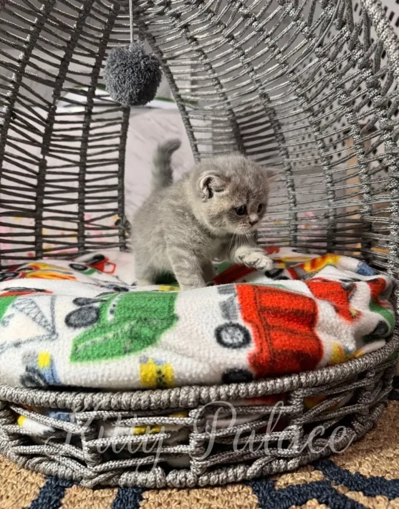 Fluffy kitten with rounded face looking at the camera inside a cozy basket