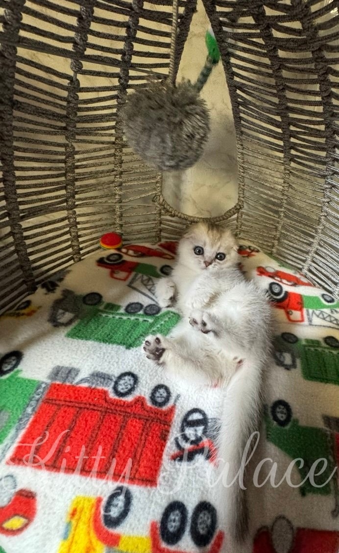 Fluffy silver kitten lying on a blanket inside a wicker basket